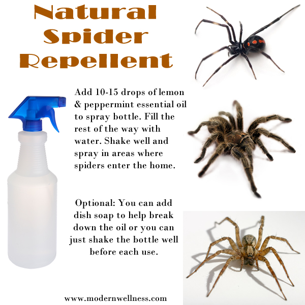Naturally Repel Spiders With Essential Oils Naturally Repel Spiders With Essential Oils