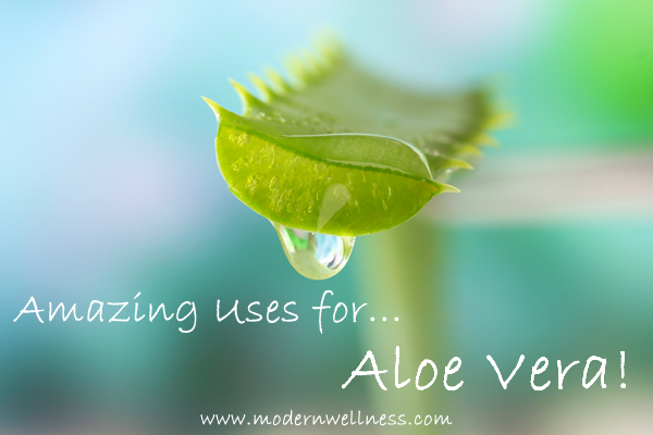 Amazing Uses for Aloe Vera