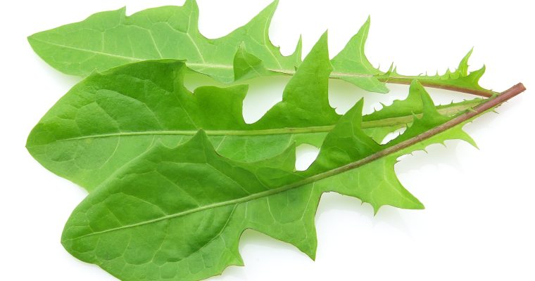 Dandelion Greens