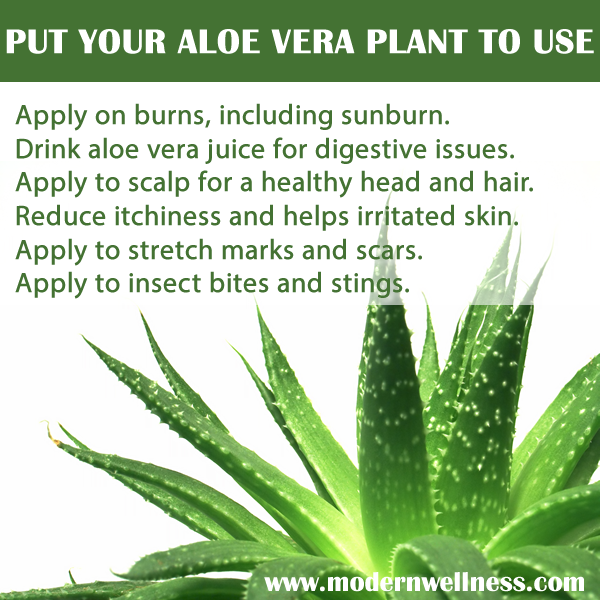 Put Your Aloe Vera To Use Modern Wellness