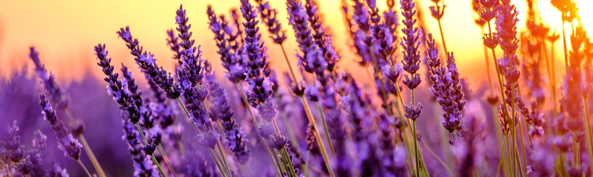 Blooming lavender in a field at sunset in Provence, France